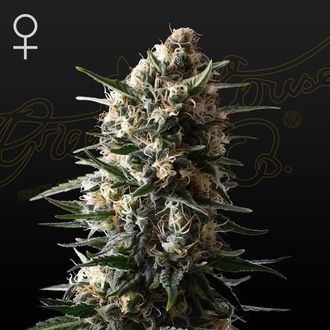 Bubba Slush (Greenhouse Seeds) feminizowane