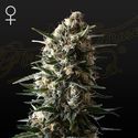 Bubba Slush (Greenhouse Seeds) feminizowane