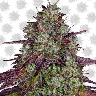 MIMOSA EVO (Barney's Farm) feminizowane