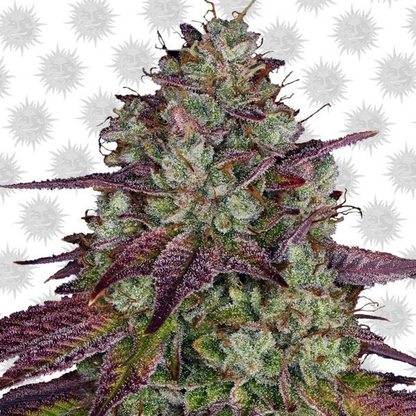 MIMOSA EVO (Barney's Farm) feminizowane