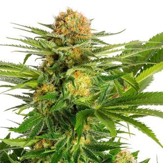 White Domina (Kannabia) feminizowane