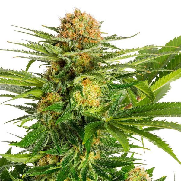 White Domina (Kannabia) feminizowane