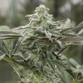 Lemon Citron (Humboldt Seed Organization) feminizowane