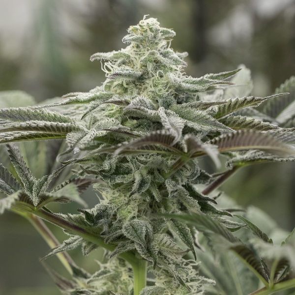 Lemon Citron (Humboldt Seed Organization) feminizowane