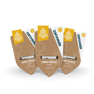 Zammi Special (Zamnesia Seeds) feminizowane