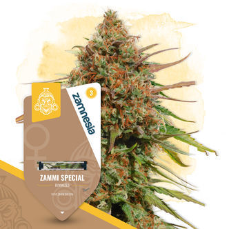 Zammi Special (Zamnesia Seeds) feminizowane