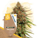 Zammi Special (Zamnesia Seeds) feminizowane