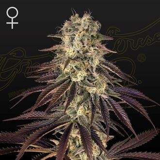 Kong's Krush (Greenhouse Seeds) feminizowane