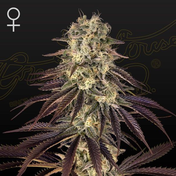 Kong's Krush (Greenhouse Seeds) feminizowane
