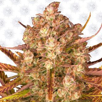 Dos Si Dos Automat (Barney's Farm) feminizowane