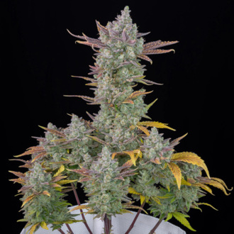 Gorilla Cookies Automat (FastBuds) feminizowane