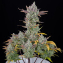 Gorilla Cookies Automat (FastBuds) feminizowane