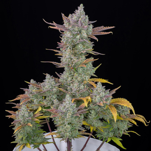 Gorilla Cookies Automat (FastBuds) feminizowane