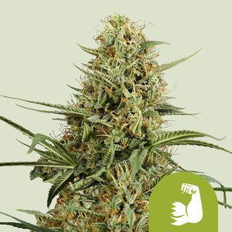 HulkBerry Automat (Royal Queen Seeds) feminizowane