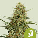 HulkBerry Automat (Royal Queen Seeds) feminizowane