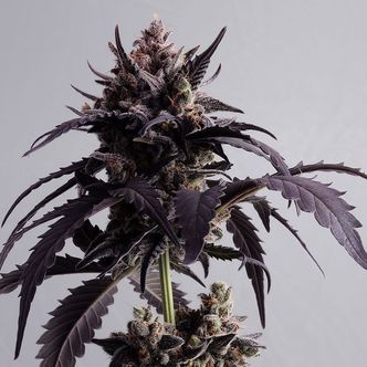 Ginger Punch Auto (Kannabia) feminizowane