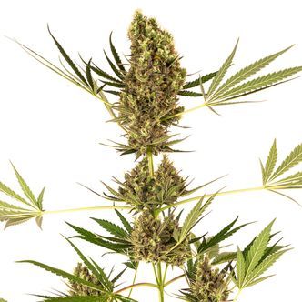 Alpine Delight CBD Automat (Sensi Seeds) feminizowane
