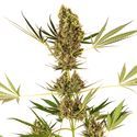 Alpine Delight CBD Automat (Sensi Seeds) feminizowane