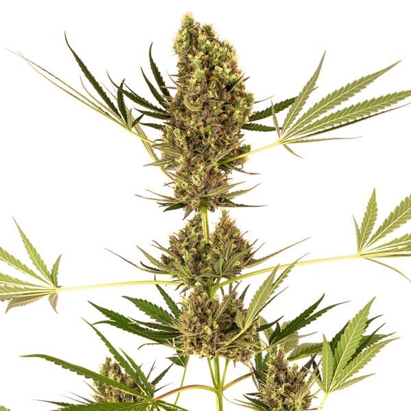 Alpine Delight CBD Automat (Sensi Seeds) feminizowane