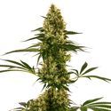 Blue Bullet Automat (Sensi Seeds) feminizowane