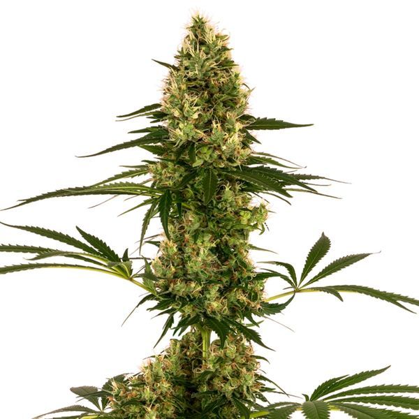 Blue Bullet Automat (Sensi Seeds) feminizowane