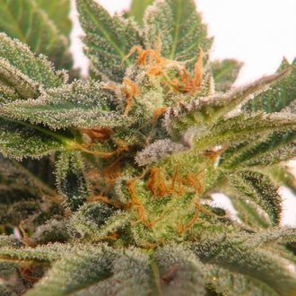 Kritic Automat (Kannabia) feminizowane