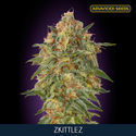 Zkittlez (Advanced Seeds) feminizowane