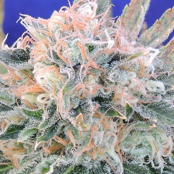 Auto Blueberry Ghost OG (Original Sensible) feminizowane