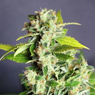 Mikromachine Auto (Kannabia) feminizowane