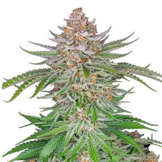 Strawberry Pie Automat (FastBuds) feminizowane