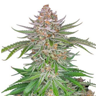 Strawberry Pie Automat (FastBuds) feminizowane