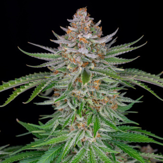 Strawberry Pie Automat (FastBuds) feminizowane