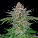 Strawberry Pie Automat (FastBuds) feminizowane