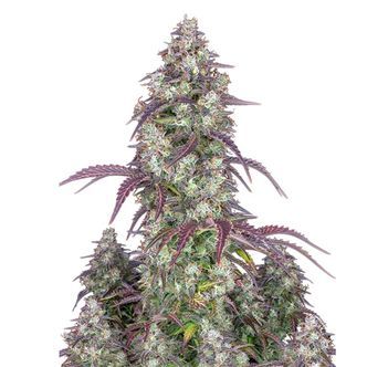 Lemon Pie Automat (FastBuds) nasiona marihuany feminizowane