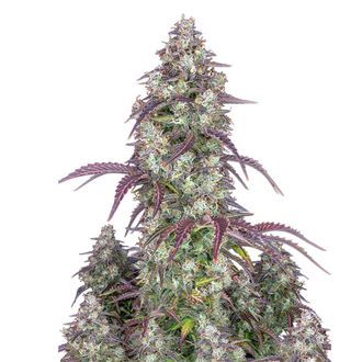 Lemon Pie Automat (FastBuds) nasiona marihuany feminizowane