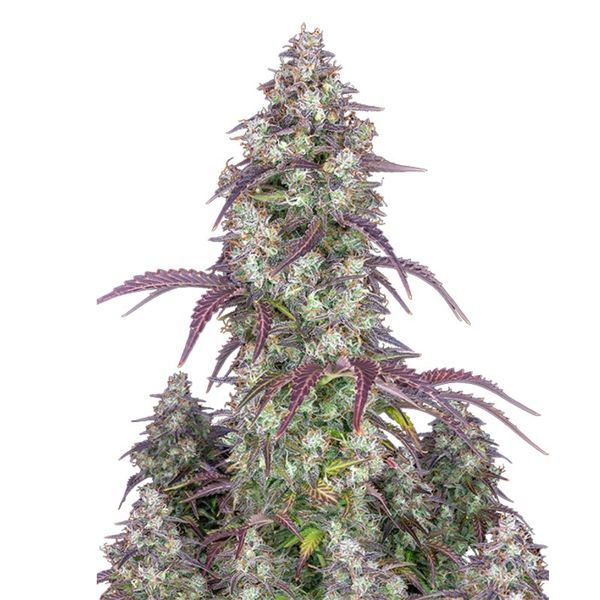 Lemon Pie Automat (FastBuds) nasiona marihuany feminizowane