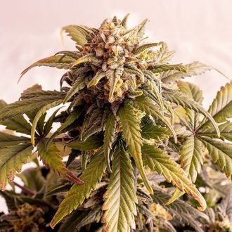 Speedy Boom Automat (Kannabia) feminizowane