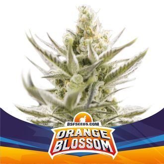 Orange Blossom XXL Automat (BSF Seeds) feminizowane