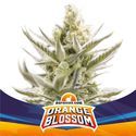 Orange Blossom XXL Automat (BSF Seeds) feminizowane