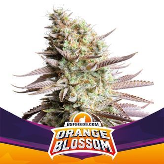 Orange Blossom (BSF Seeds) feminizowane