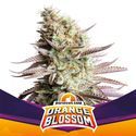 Orange Blossom (BSF Seeds) feminizowane
