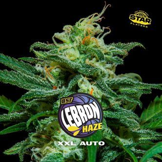 Lebron Haze XXL Automat (BSF Seeds) feminizowane