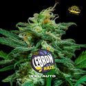 Lebron Haze XXL Automat (BSF Seeds) feminizowane