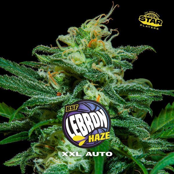 Lebron Haze XXL Automat (BSF Seeds) feminizowane