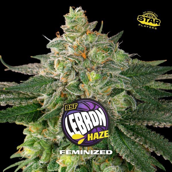 Lebron Haze (BSF Seeds) feminizowane