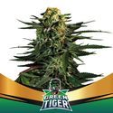 Green Tiger (BSF Seeds) feminizowane