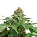 Grapefruit Superstar (Amsterdam Genetics) nasiona marihuany feminizowane