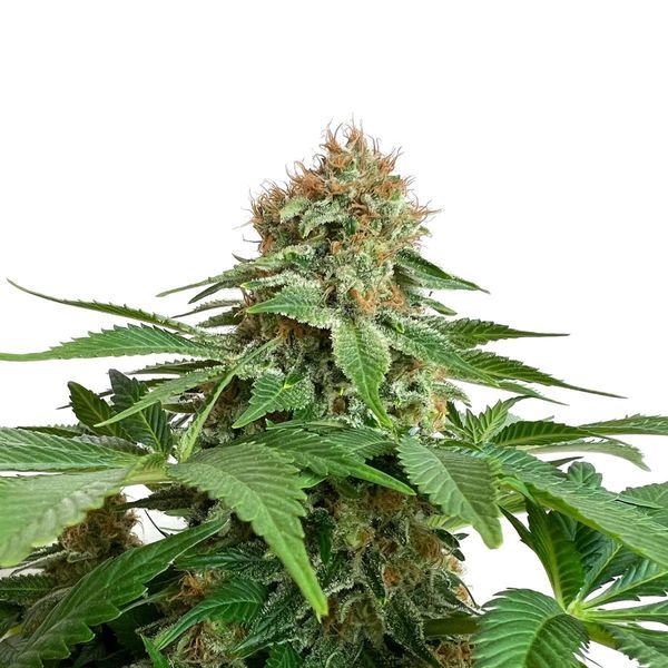 Grapefruit Superstar (Amsterdam Genetics) nasiona marihuany feminizowane