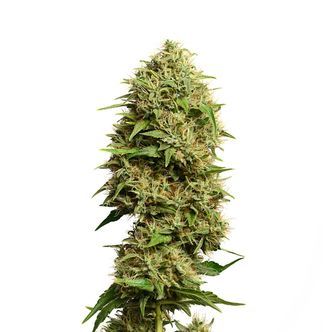 Fatkid’s Cake (Amsterdam Genetics) feminizowane