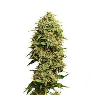 Fatkid's Cake (Amsterdam Genetics) feminizowane